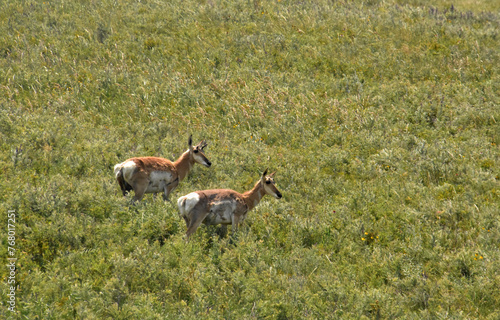 Fototapeta Naklejka Na Ścianę i Meble -  Two Peninsular Pronghorns in a Large Field