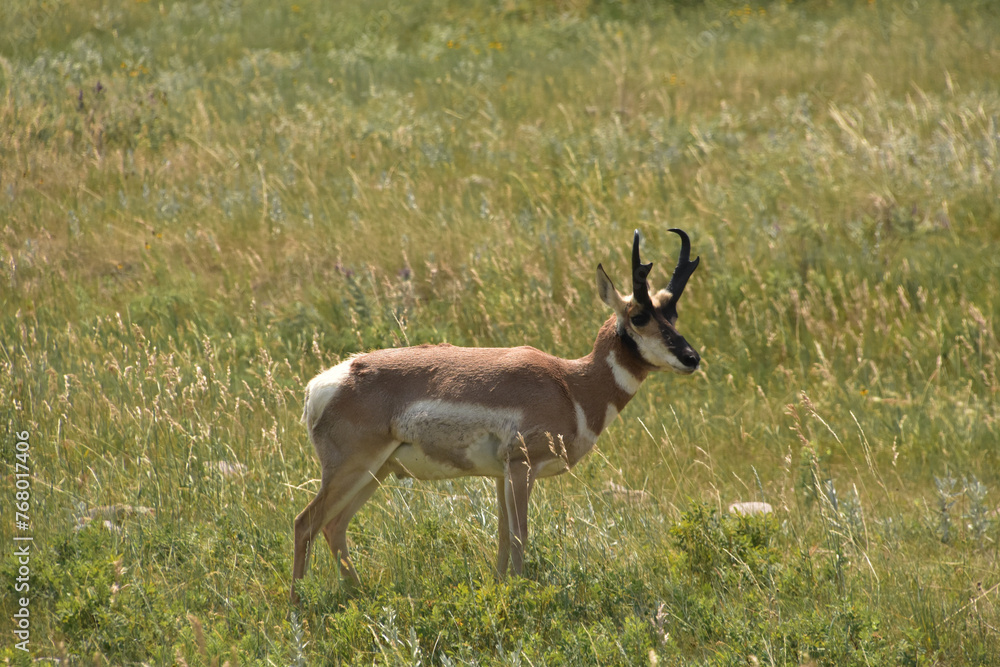 American Antelope Standing on the Prairie American Antelope Standing on the Prairie