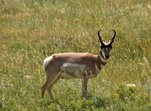 Peninsular Pronghorn Antelope in a Grass Filled Field photo