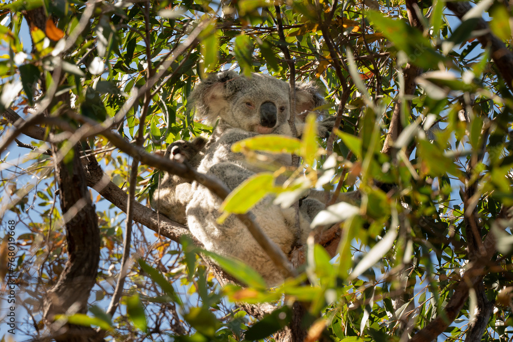 Fototapeta premium A koala is sleeping in a tree