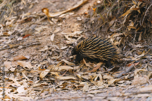 A Equidna with a long tail is walking through a pile of leaves