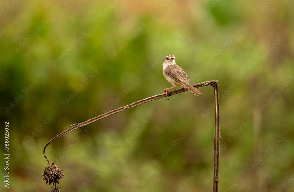a small plain prinia bird perched at the end of a wood. plain prinia a small plain prinia bird perched at the end of a wood. plain prinia