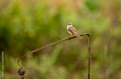 a small plain prinia bird perched at the end of a wood. plain prinia © mylasa