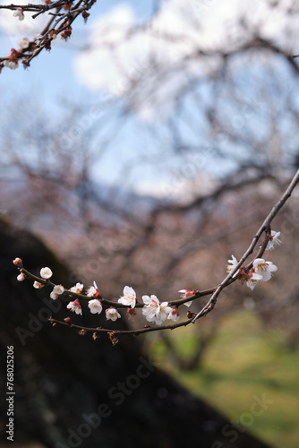 Close-up of Prunus mume aka Chinese plum, Japanese plum, Japanese apricot, or plum blossom. The tree's flowering in late winter and early spring is highly regarded as a seasonal symbol.