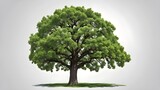 a green oak tree with a transparent background and an isolated cutout object in a png file.