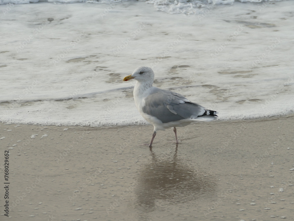 close-up sideprofile of a seagull walking in the wet sand next to the sea close-up sideprofile of a seagull walking in the wet sand next to the sea