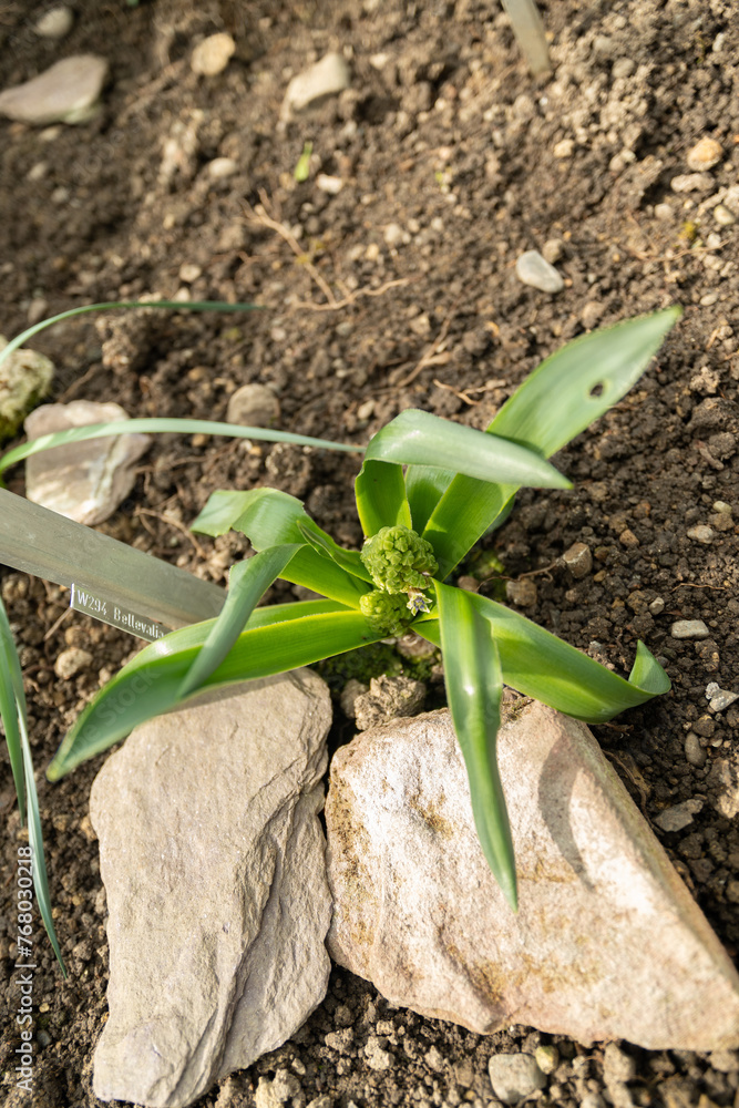 Fototapeta premium Bellevalia Ciliata plant in Saint Gallen in Switzerland