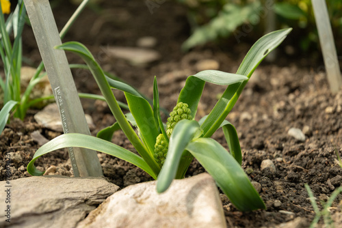 Bellevalia Ciliata plant in Saint Gallen in Switzerland photo