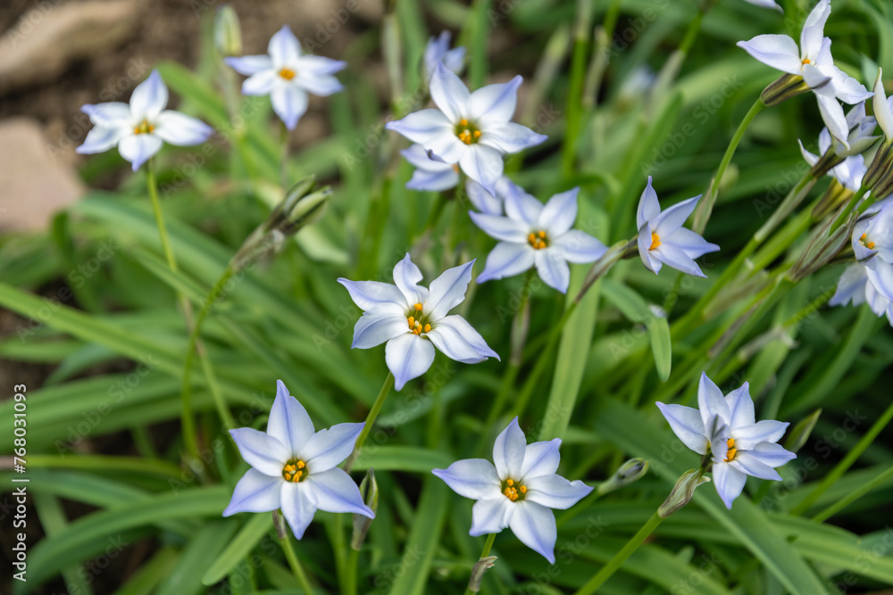 Springstar or Ipheion Uniflorum plant in Saint Gallen in Switzerland Springstar or Ipheion Uniflorum plant in Saint Gallen in Switzerland