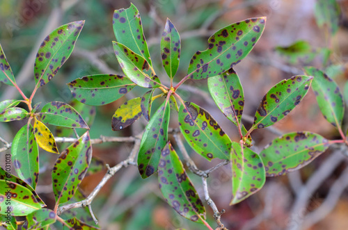 Damaged leaf with Leaf spot disease. Mountain laurel, leaf spots, caused by Phyllosticta Kalmicola. High-quality photo