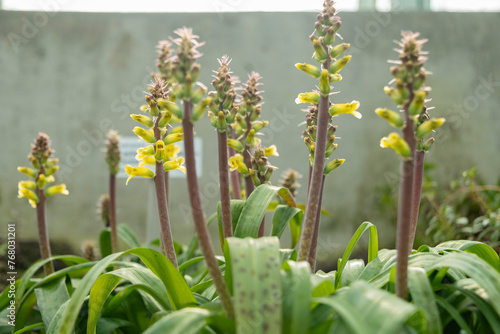 Orchid like cape cowslip or Lachenalia Orchioides plant in Saint Gallen in Switzerland photo