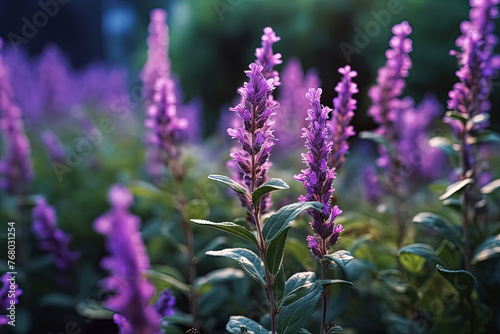 A field of purple flowers with a bright blue sky in the background