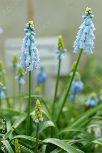 Chalus grape hyacinth or Muscari Pseudomuscari plant in Saint Gallen in Switzerland photo