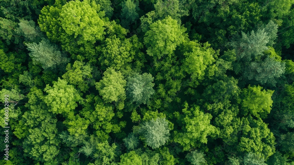 Top view of a dense green forest showcasing the beauty of nature