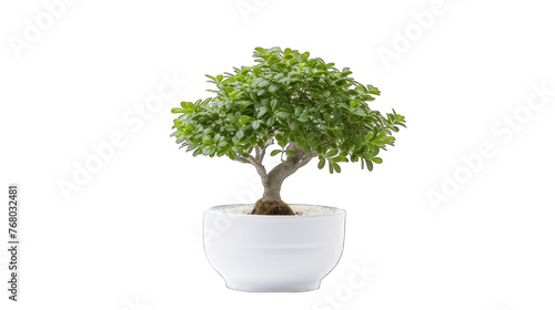 tree in white pot png