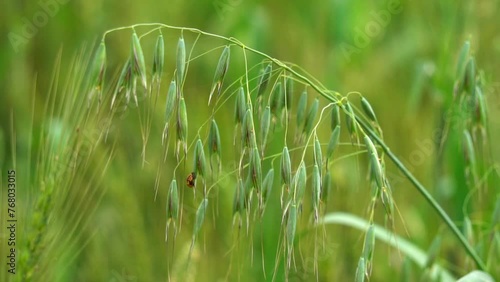 Wild oats like weeds growing in a field (Avena fatua, Avena ludoviciana). Common wild oat, Avena fatua, growing in punjab Pakistan. slow motion photo
