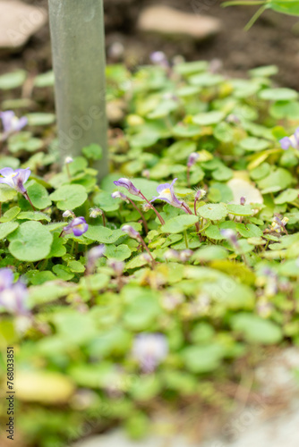 Cymbalaria Microcalyx plant in Saint Gallen in Switzerland photo