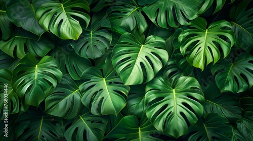Monstera Philodendron leaves background, wallpaper