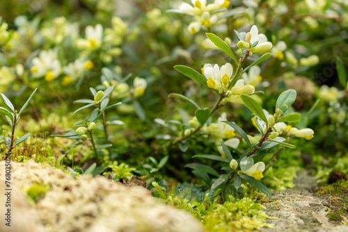 Polygala Chamaebuxus plant in Saint Gallen in Switzerland photo