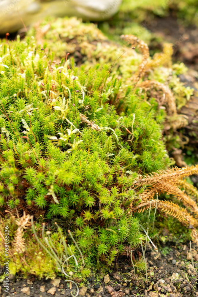 Shining firmoss or Huperzia Lucidula plant in Saint Gallen in Switzerland Shining firmoss or Huperzia Lucidula plant in Saint Gallen in Switzerland