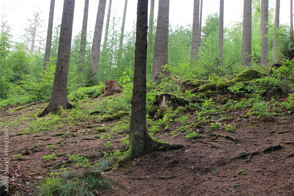 Obraz premium Forest