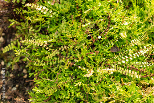 Asplenium Adulterinum plant in Saint Gallen in Switzerland