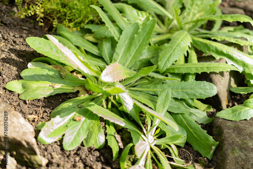 Tolpis Virgata plant in Saint Gallen in Switzerland photo