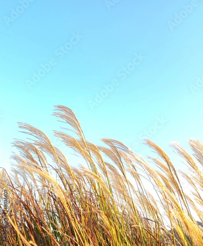 a windy reed forest