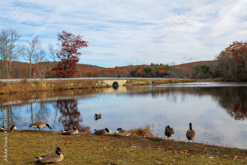 Canada geese on a lake during migration, resting in a park in New York State. High-quality photo