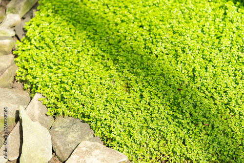 Babys tears or Soleirolia Soleirolii plant in Saint Gallen in Switzerland