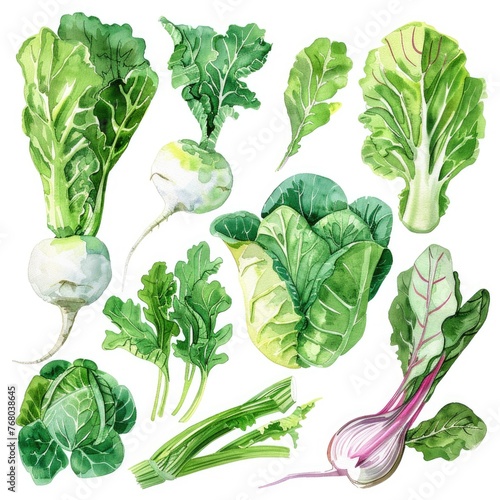 Harmonious watercolor set of turnips, collard greens, and endive, offering a variety of textures and colors on a white background for designers