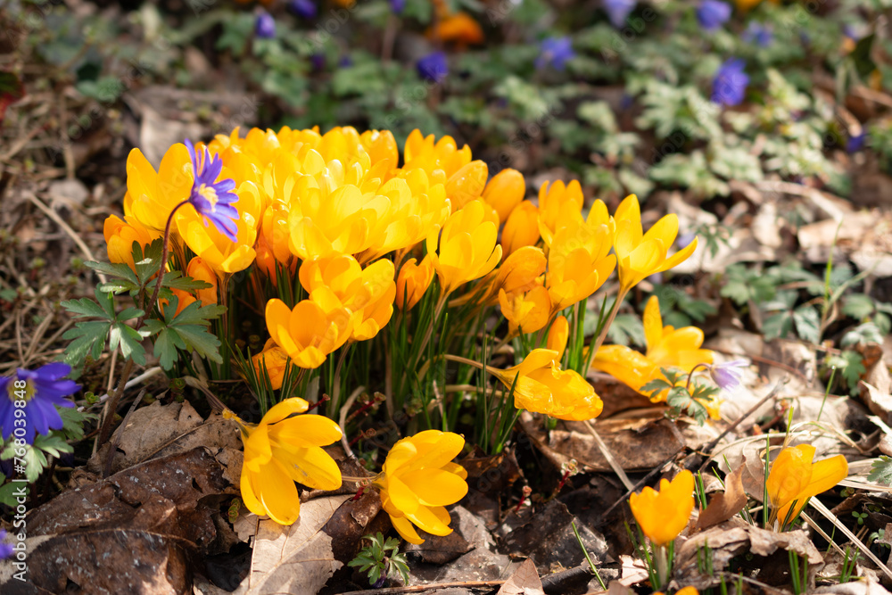 Snow crocus or Crocus Chrysanthus flowers in Saint Gallen in Switzerland Snow crocus or Crocus Chrysanthus flowers in Saint Gallen in Switzerland