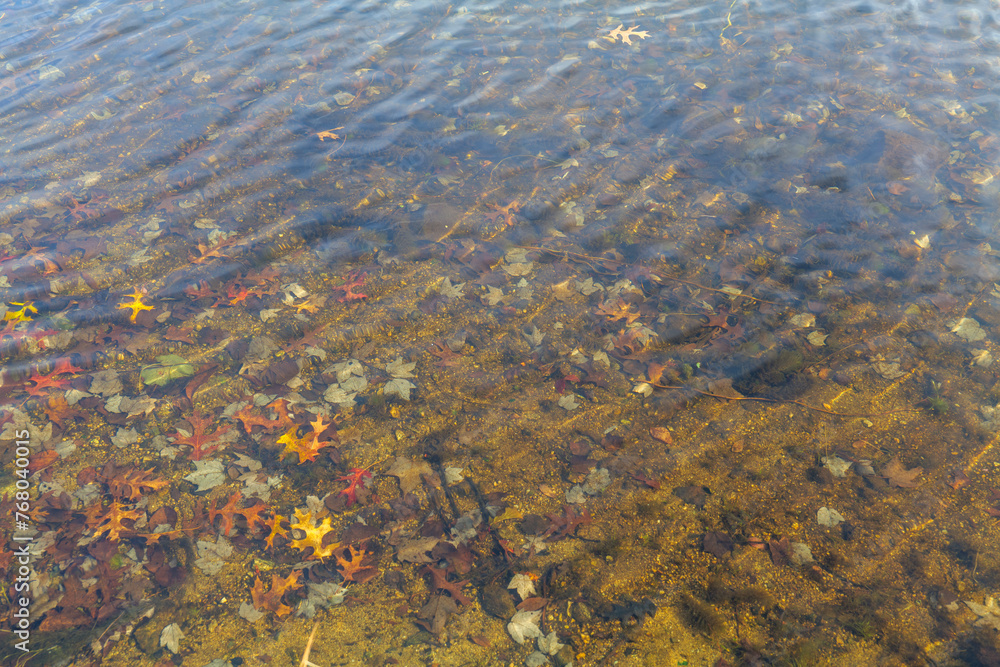 dry autumn leaves float on water of pond with reflections of sky and trees in the fall. High quality photo