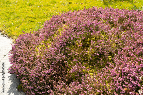 Winter heath or Erica Carnea plant in Saint Gallen in Switzerland