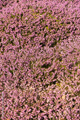 Winter heath or Erica Carnea plant in Saint Gallen in Switzerland