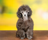 Cute black poodle poppy sitting in front view at summer park and looking at camera