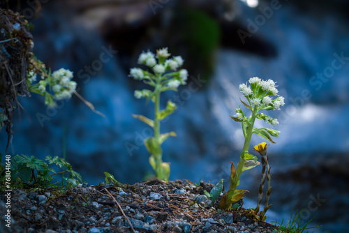 out in nature - a white butterbur, petasites hybridus, and a coltsfoot, tussilago farfara, in the forest at a spring day  photo
