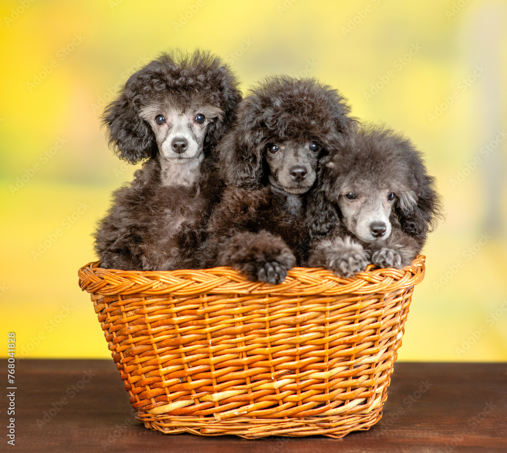 Three black poodle puppy sit inside the basket at summer park Three black poodle puppy sit inside the basket at summer park