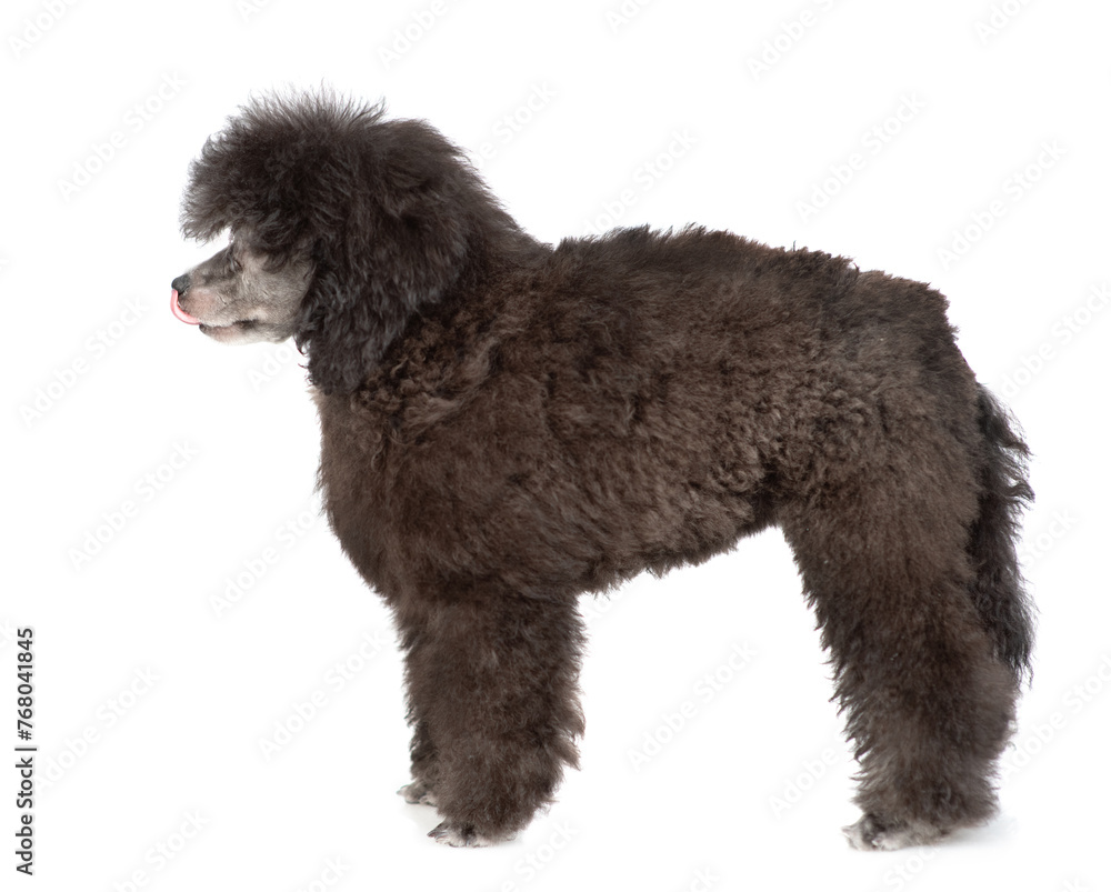 Licking lips black poodle posing in profile. Isolated on white background