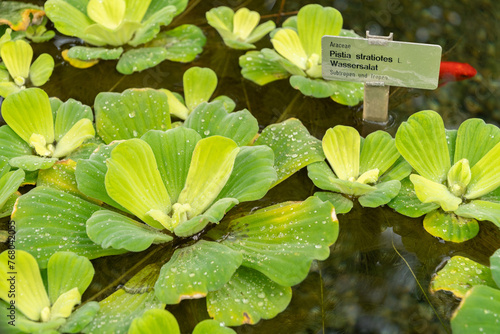 Water cabbage or Pistia Stratiotes plant in Saint Gallen in Switzerland
