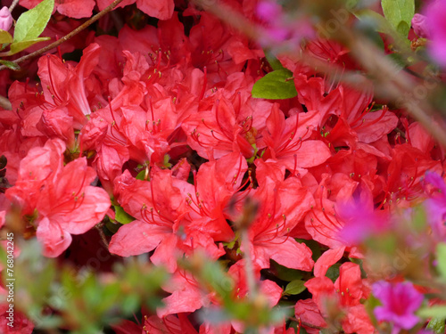 Prachtvolle Bl  ten im Rhododendronpark Graal-M  ritz  Deutschland 