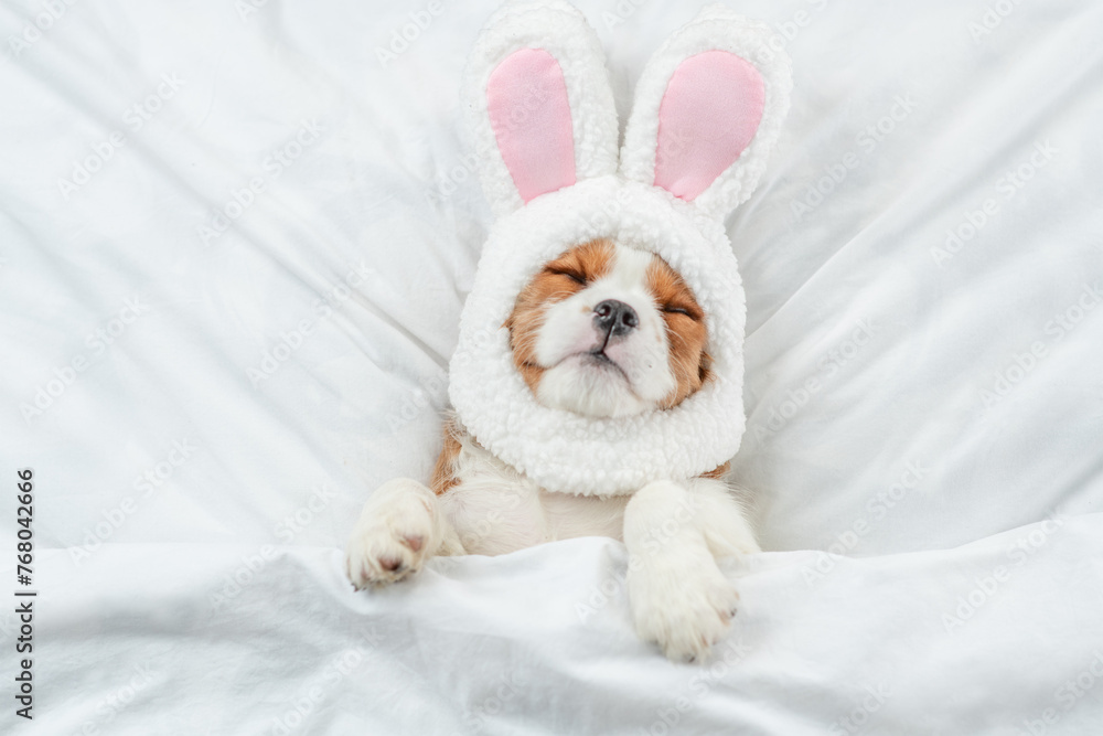 Happy Cavalier King Charles Spaniel puppy wearing easter rabbits ears sleeps on a bed under warm white blanket at home
