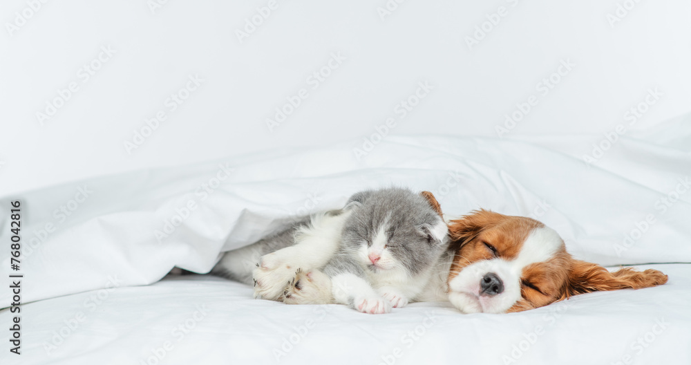 Friendly Cavalier King Charles Spaniel sleeps and hugs tiny kitten on the bed at home. Empty space for text Friendly Cavalier King Charles Spaniel sleeps and hugs tiny kitten on the bed at home. Empty space for text
