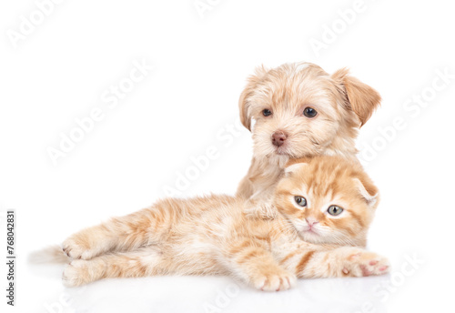 Friendly Goldust Yorkshire terrier puppy hugs tiny rabby kitten. isolated on white background