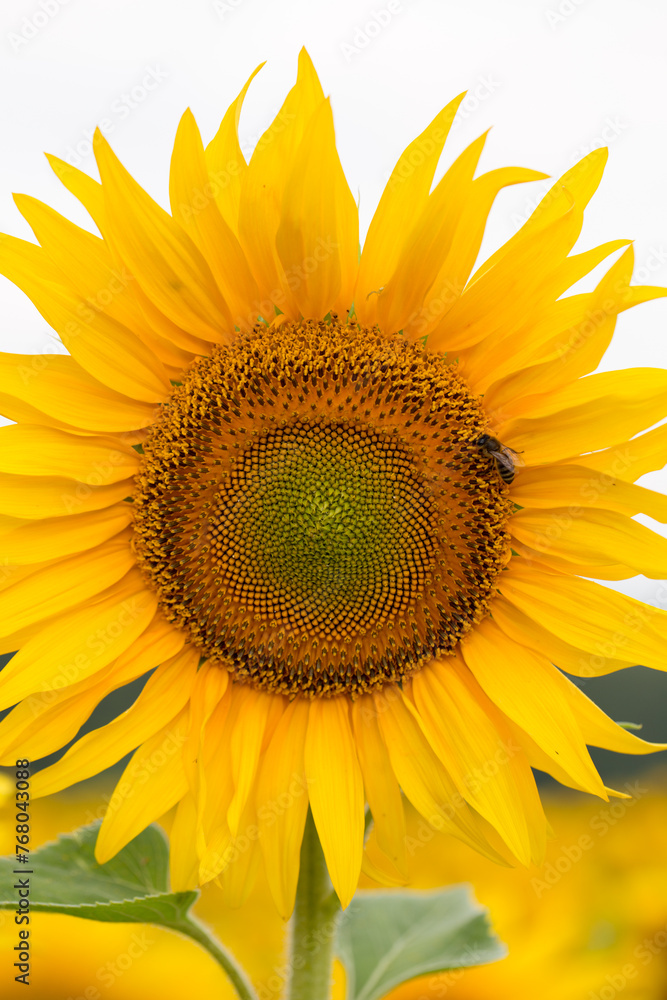 Fototapeta premium Sunflower close up, early morning in summer