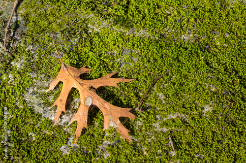 Beautiful green moss on the floor, moss closeup, macro. Beautiful background of moss for wallpaper. High quality photo