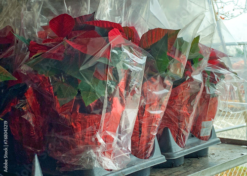 Billede på lærred Red poinsettia potted plants wrapped in cellophane ready for sale