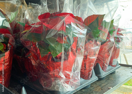 Red poinsettia potted plants wrapped in plastic ready for sale