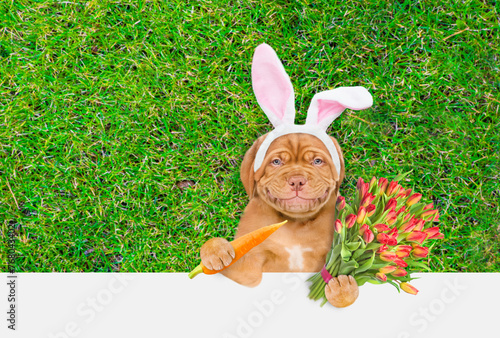 Happy Mastiff puppy wearing easter rabbits ears holds bouquet of tulips and carrot. Dog lying on its back on summer green grass. Top down view. Empty space for text