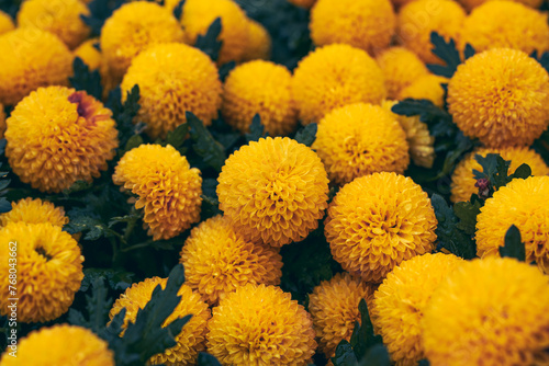 Dense yellow sphere flowers, lovely touch